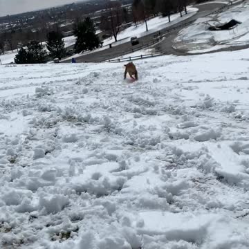 Adventurous puppy loves sledding on her frisbee