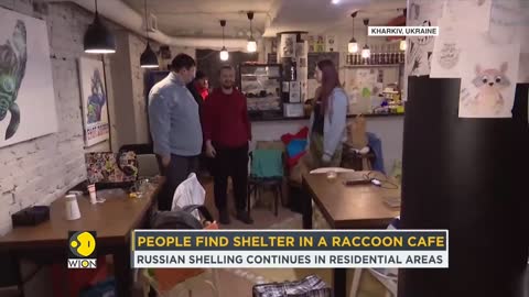 Ukrainians find shelter in a racoon cafe as Russian offensive mounts _ News