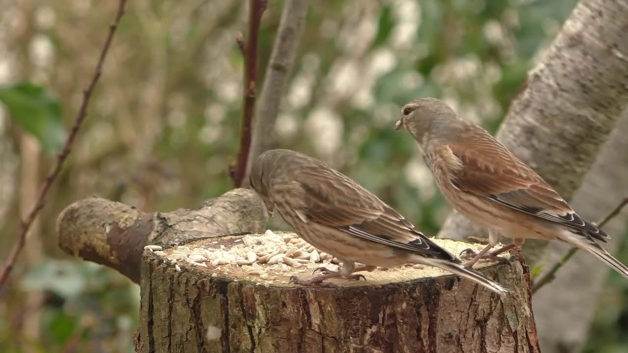 Lovely birds are singing