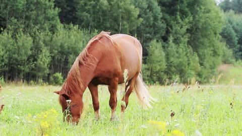 horse grazing in a meadow