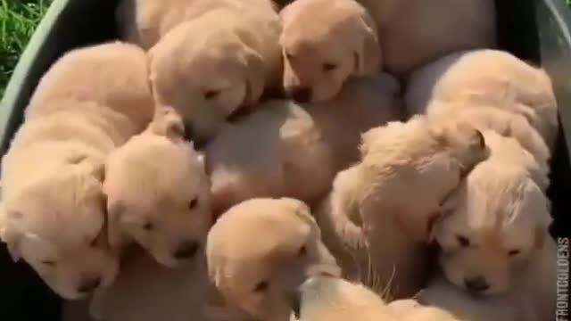 Golden retriever mother and puppy