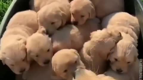 Golden retriever mother and puppy