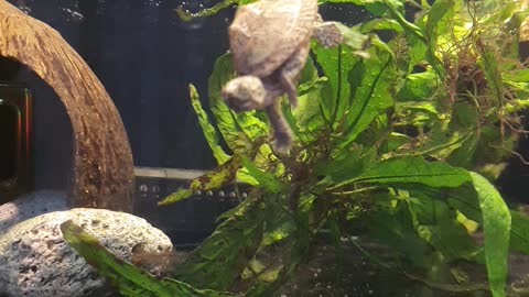 baby turtle 'GeumBo' swimming