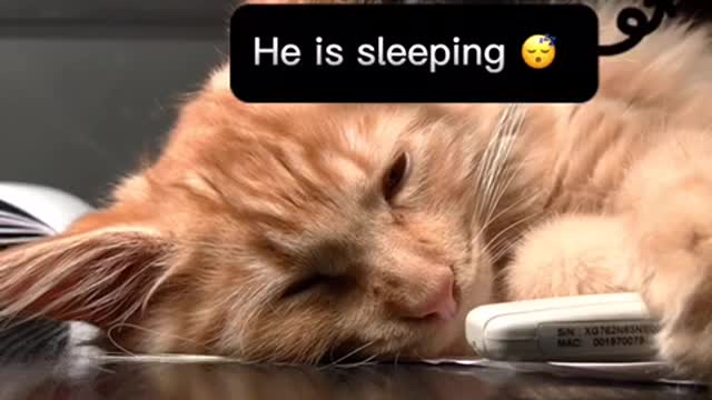 The cat was trying to 😴 but couldn't😱😱😱. Watch till the end😱😱