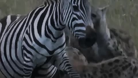 the hyenas came to attack the zebras for lunch