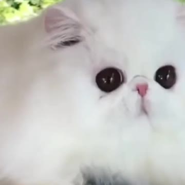 cute cat