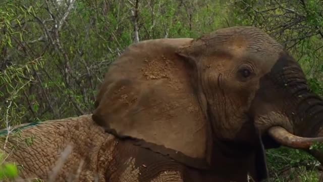 Saving elephant life