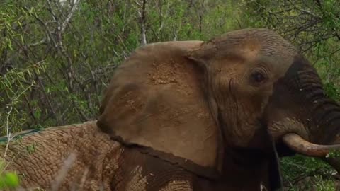 Saving elephant life