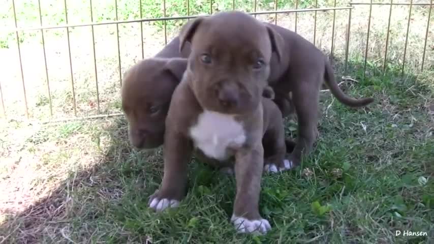 Pit Bull Growls at Her Puppies and Snaps at Them