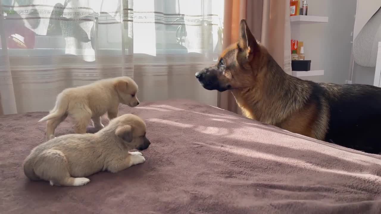 German Shepherd Meets Puppies for the First Time