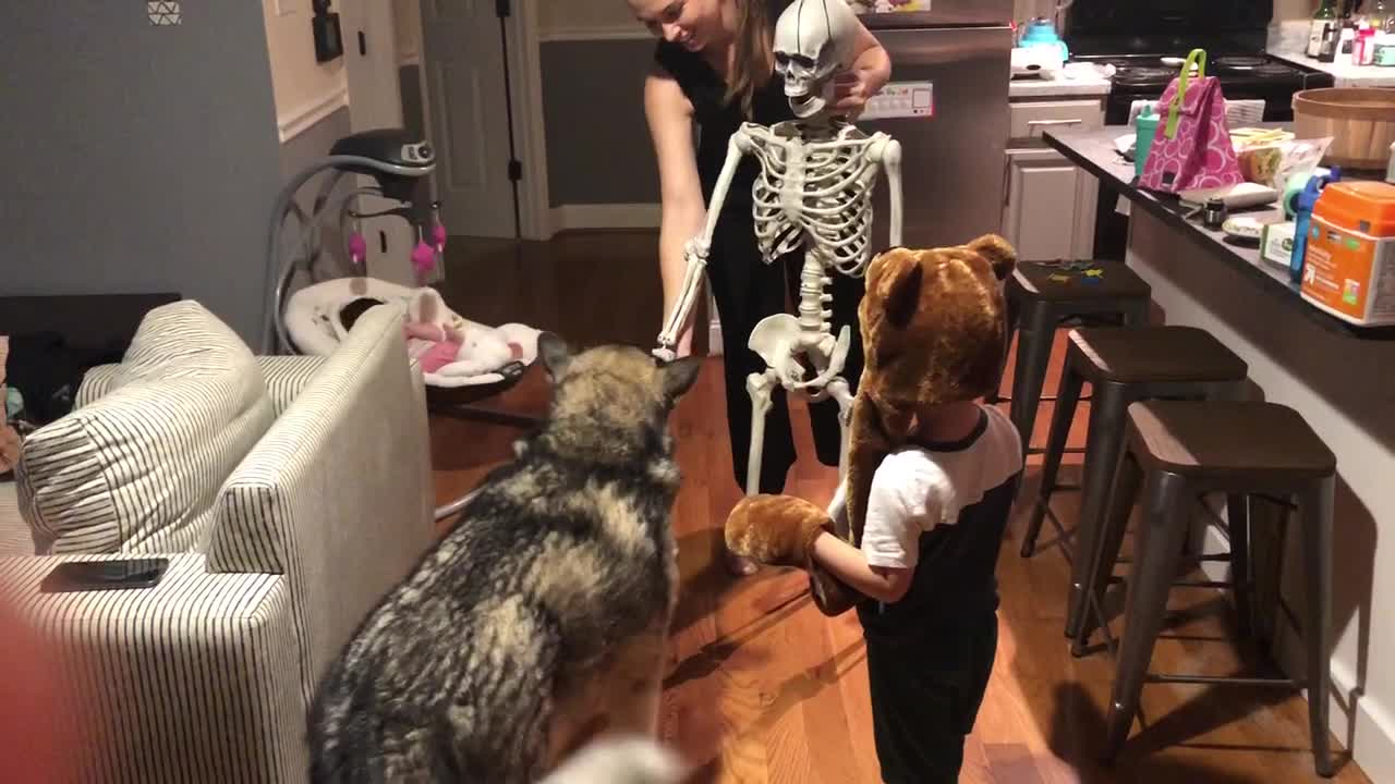 Good Doggy Obeys Halloween Skeleton's Commands