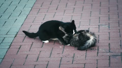 Funny Cats Playing in Road