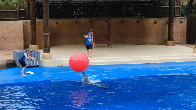 Dolphin play in water