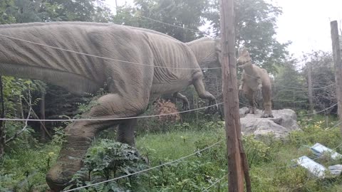 Do Tyrannosaurus rex fights?