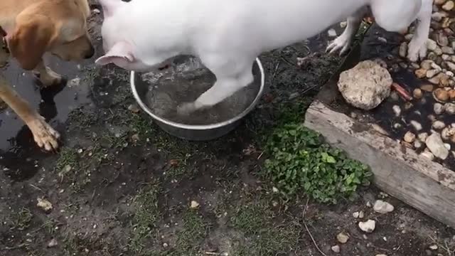 White dog digging water