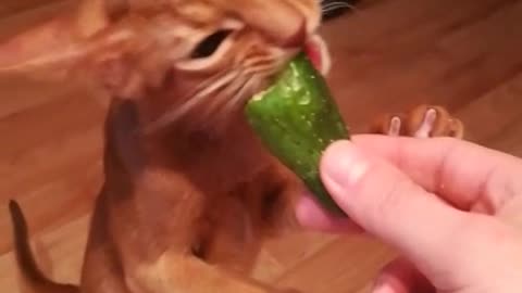 cat Semyon likes cucumbers