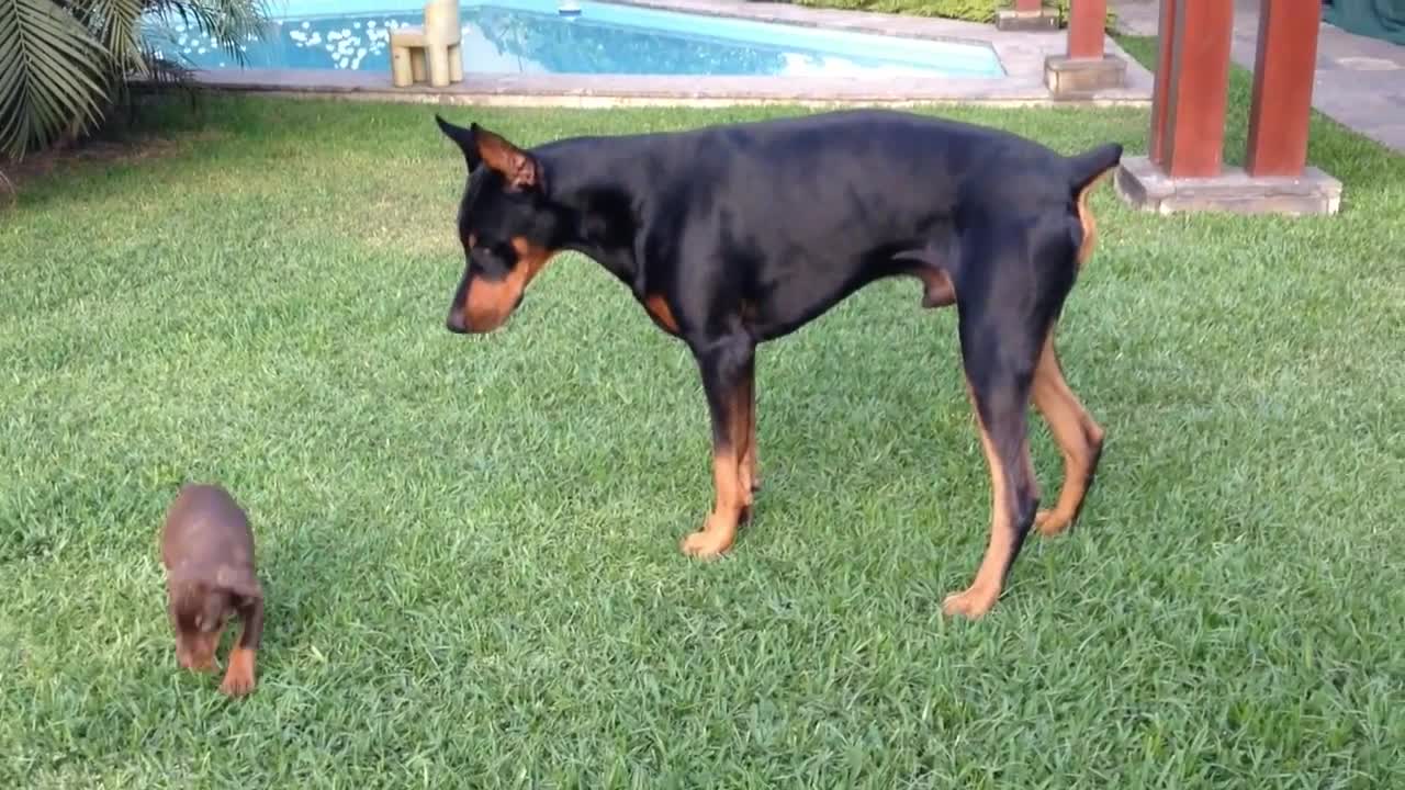 Precious puppy challenges larger Doberman dog