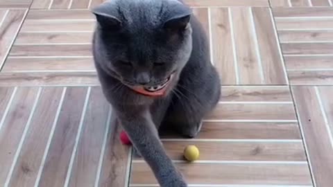 Funny Angry Cats Watch Until The End! Don't Mess With These Pets