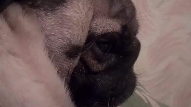 PUG SLEEP