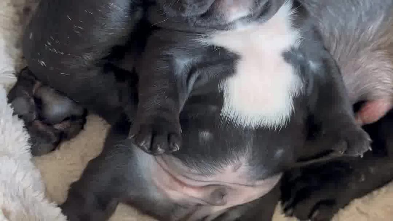 Puppy’s first bark - Frenchie puppies crying