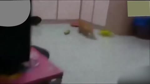 Cats cocomber and fanny cats