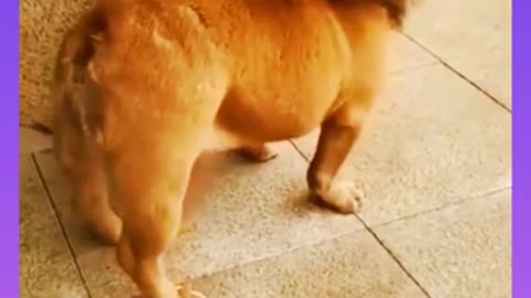 Funny video animal