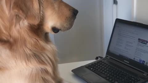 Dog Doesn't Want to Work