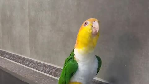 Trained Parrot Walking Style 😅😂