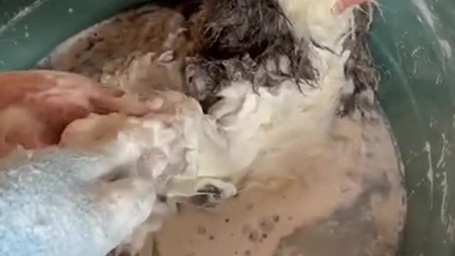 This is the way you do it 😻😻😻 Funny dog video #Shorts