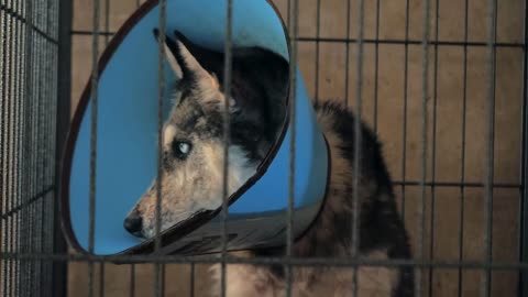 Sad husky dog in shelter behind fence waiting to be rescued and adopted to new home