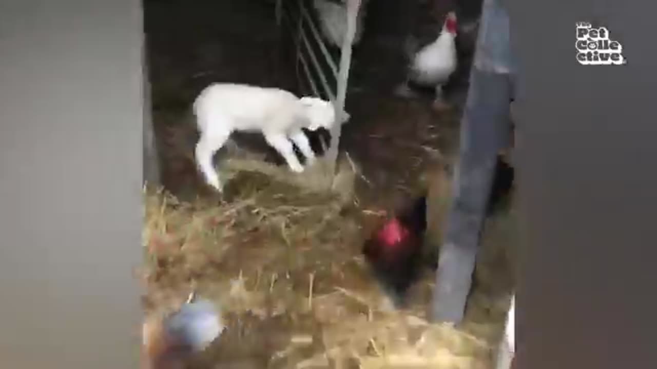 Funny farm animals vides.