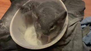 Chimichanga the chinchilla taking a bath #2