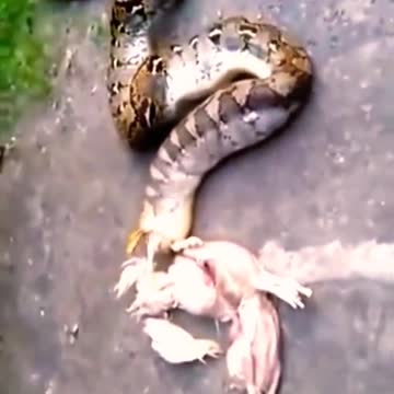 How a python eats its prey