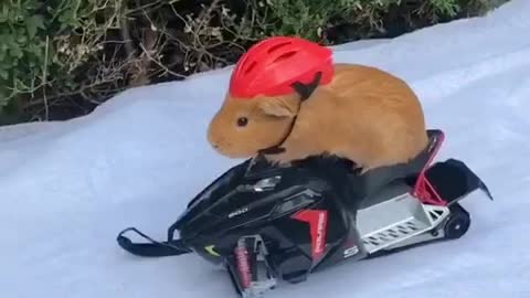 Bingo takes his ski doo out for a ride