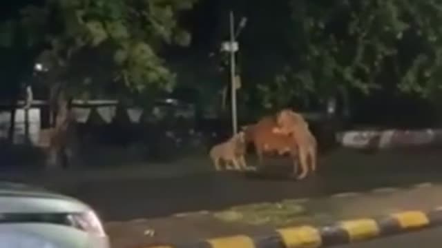 The lion attached the cows in the village