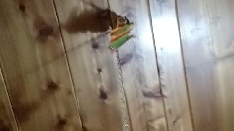 Conures Climbing