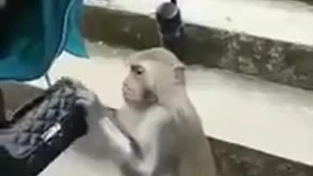 Funny Monkey- Stilling