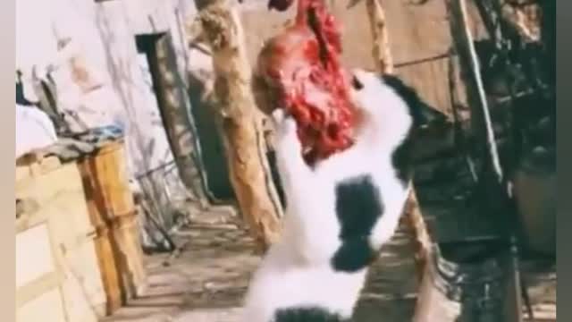 Funny cat eating food 😄😄😄