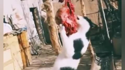 Funny cat eating food 😄😄😄