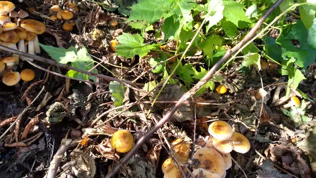 honey agarics in the forest