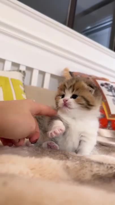 cute cat shorts❤#shorts #cat #cutecat