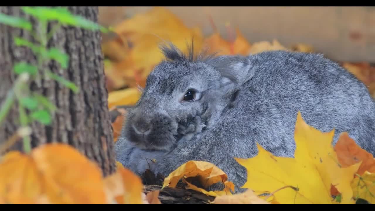 French Lop is a breed of domestic rabbit developed in France