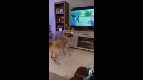 Funny animals funny _ cats __ dogs funny video