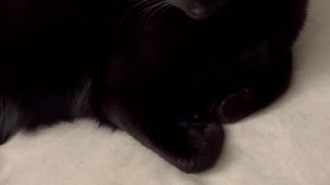 Beautiful Precious Piper, Our Adopted Cat, Enjoys Sweet Talk #shorts