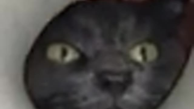 Cats Funny Cats Lifes