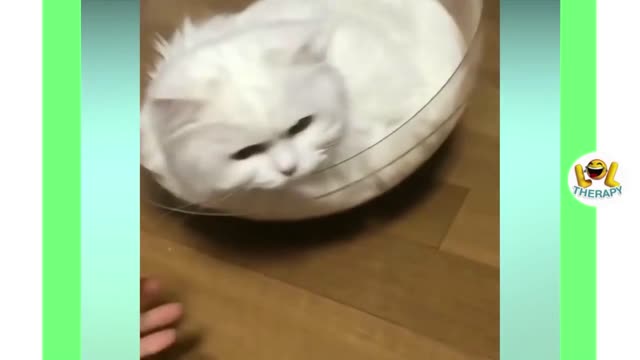 funny cat videos too cute #37