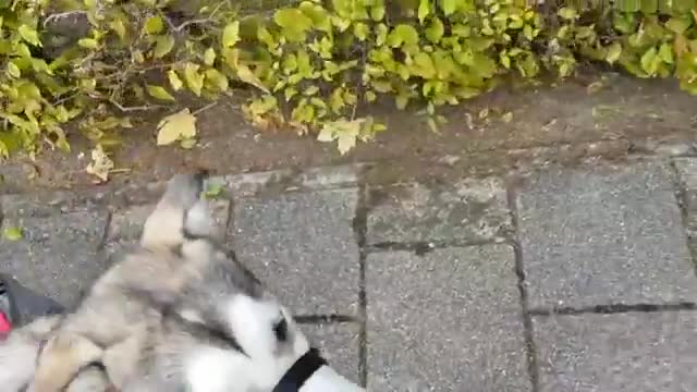 Dog Carrying his Food On his Back