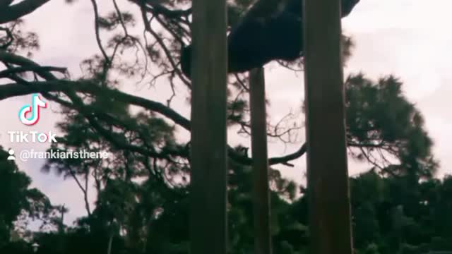 Tik Tok Mash Up