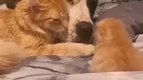 Cat Mom Introducing Her 1 Week Old Kitten to Her Dog Friend