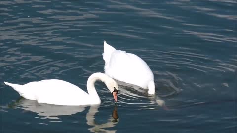 Swan,Swan video,Animal,Animal video